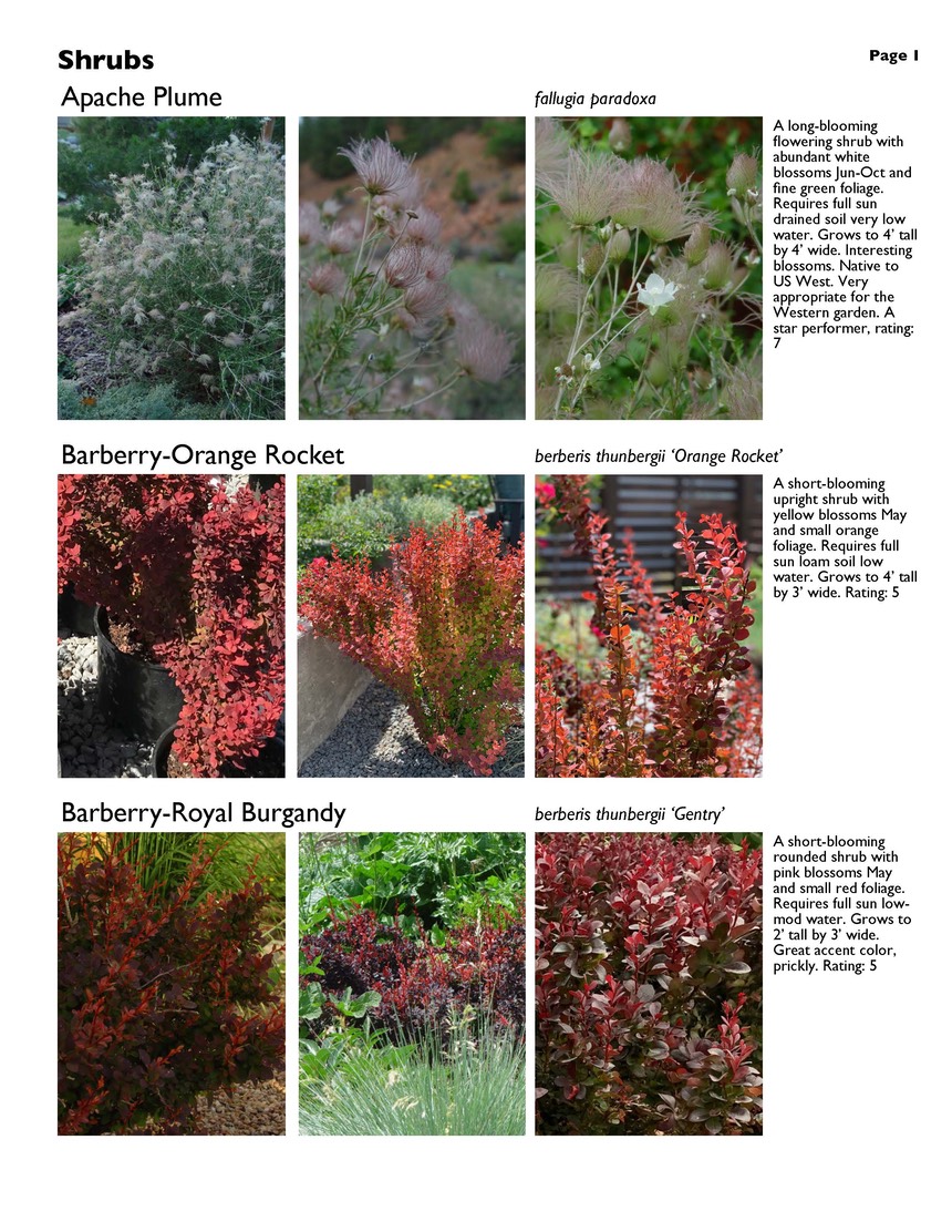 landscape-4-shrubs Page 1