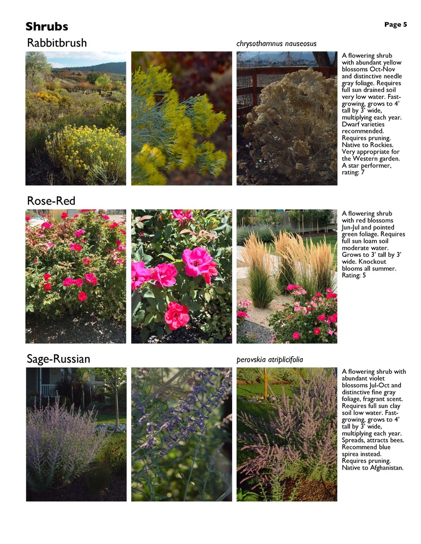 landscape-4-shrubs Page 5