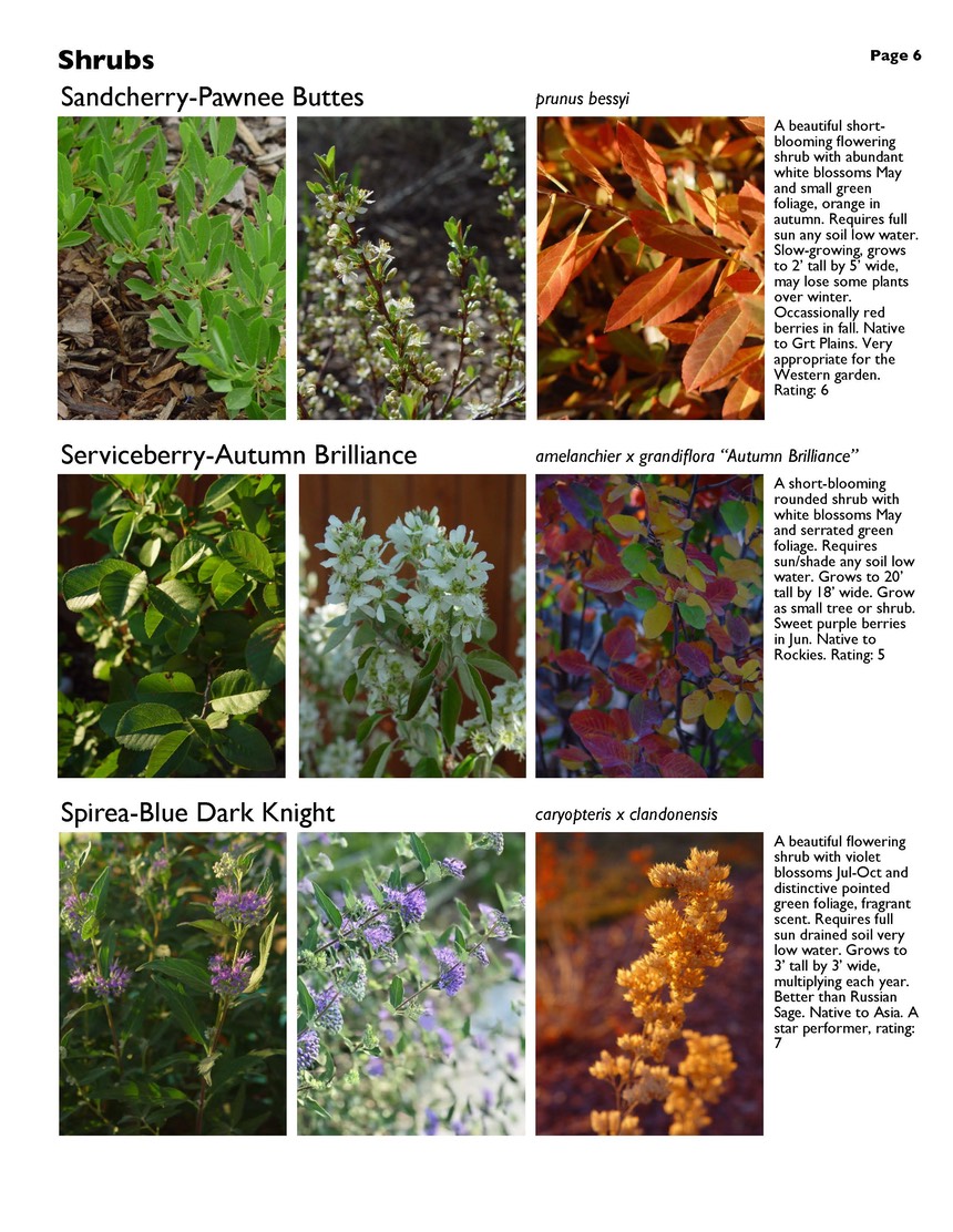 landscape-4-shrubs Page 6