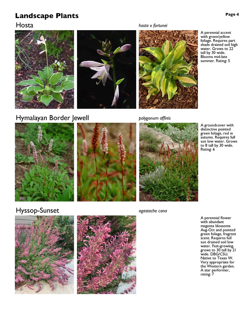 landscape-5-perennials Page 4