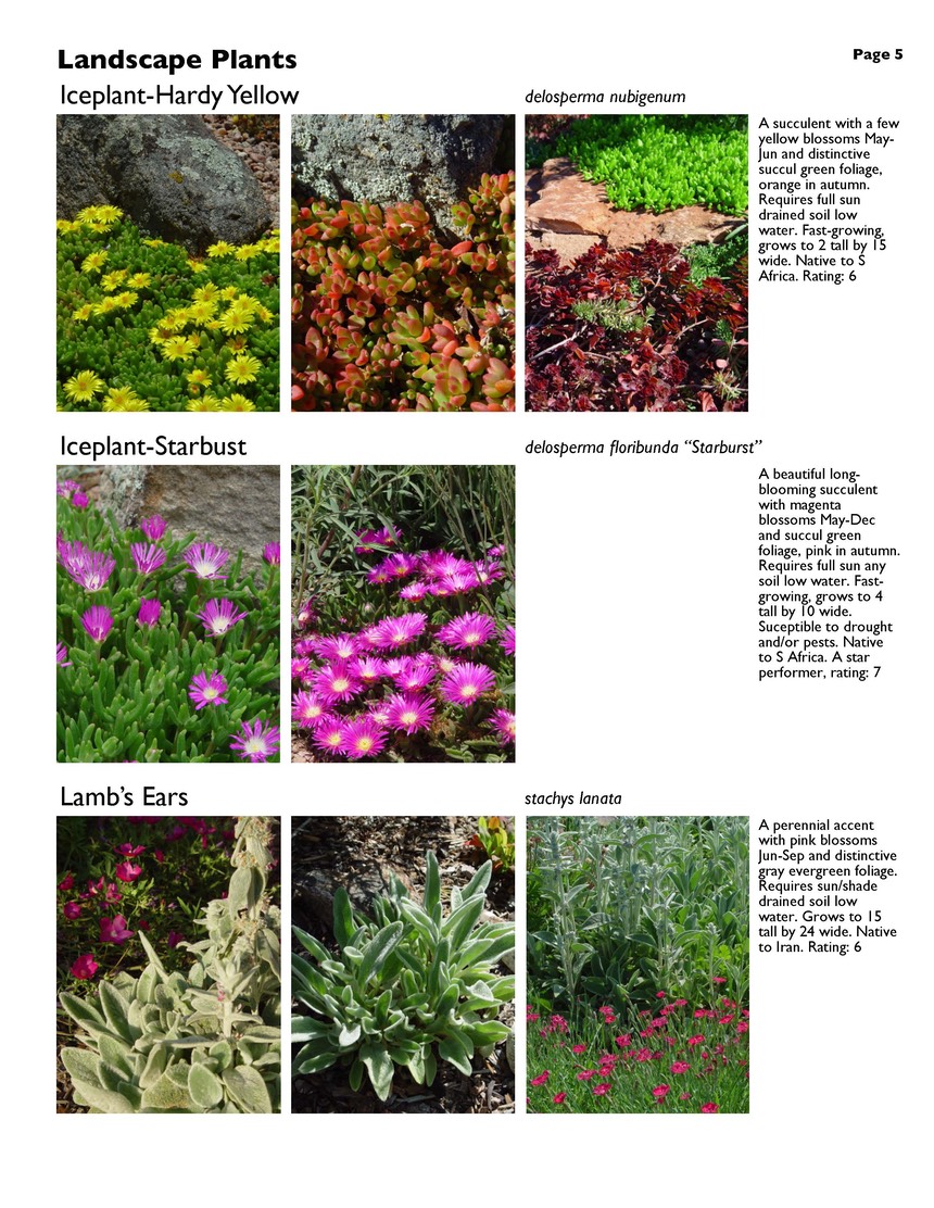 landscape-5-perennials Page 5