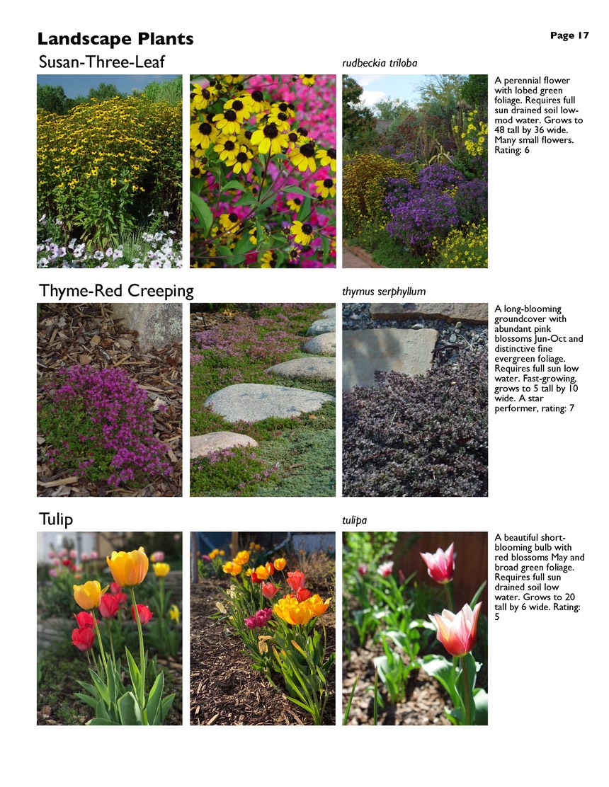 landscape-7-bonus plants Page 17