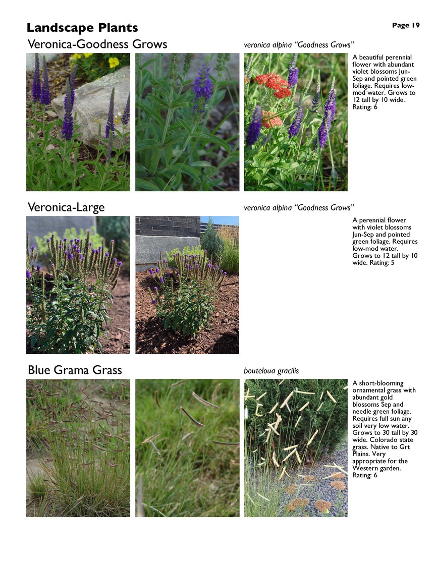 landscape-7-bonus plants Page 19